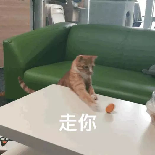 11個關於貓咪的趣味冷知識,你都知道多少?