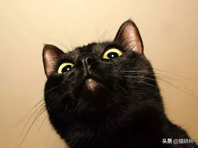 11個關於貓咪的趣味冷知識,你都知道多少?