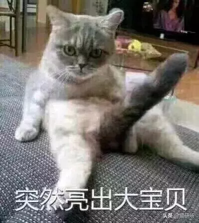 11個關於貓咪的趣味冷知識,你都知道多少?