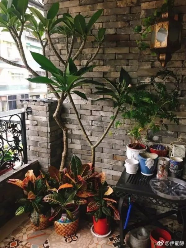 49歲伊能靜「台灣豪宅」內部曝光!裝潢極度奢華,網友看到客廳狂酸:「難怪老公不跟她住!」