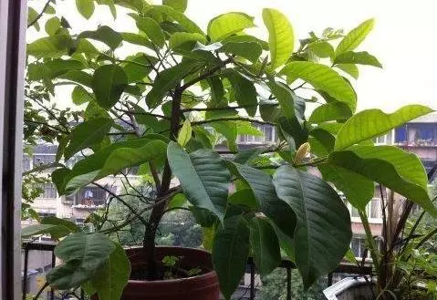 陽台種棵檸檬樹,一年四季都結果,想吃隨手摘!