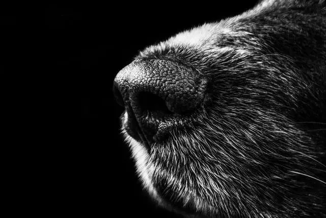 狗狗真的能嗅出主人得癌症嗎?有狗就不用去做癌症篩查了?