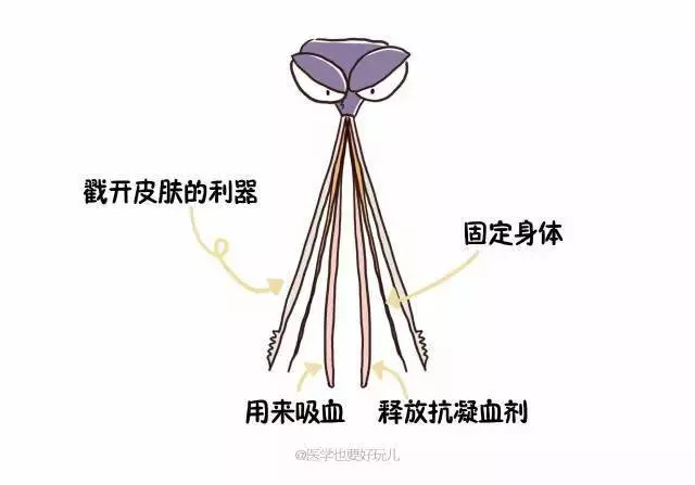 「一關燈就出現,一開燈就消失」原來蚊子竟知道你睡了沒有