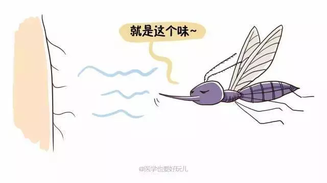 「一關燈就出現,一開燈就消失」原來蚊子竟知道你睡了沒有