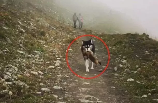 二哈進山玩瘋跑走,在回來時嘴裡叼東西向主人邀功,讓主人嚇一跳