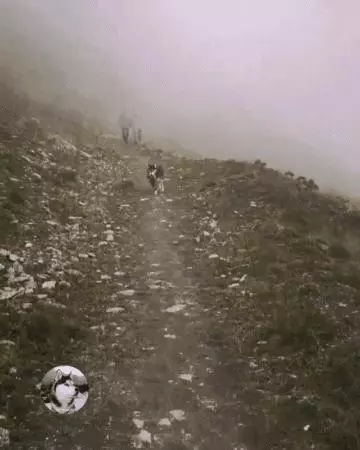 二哈進山玩瘋跑走,在回來時嘴裡叼東西向主人邀功,讓主人嚇一跳