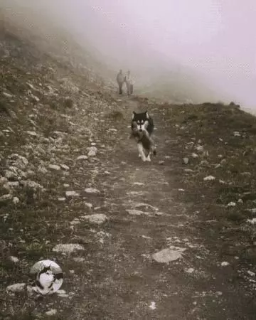 二哈進山玩瘋跑走,在回來時嘴裡叼東西向主人邀功,讓主人嚇一跳