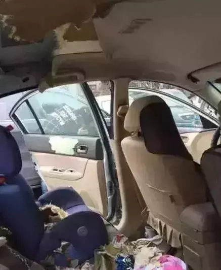 二哈進山玩瘋跑走,在回來時嘴裡叼東西向主人邀功,讓主人嚇一跳