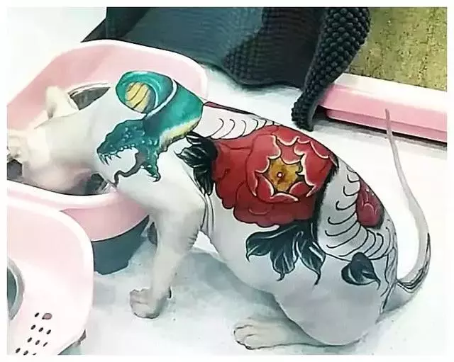 沒有毛髮就紋身!無毛貓之痛誰能懂?