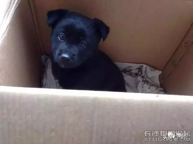 一條土狗的使命:下一世,你還記不記得我?