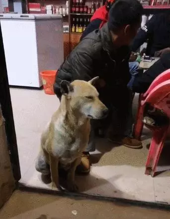 主人帶狗子出來打牌,狗狗都頂不住了,狗:我好睏呀,快點回家吧