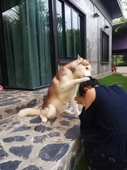 哈士奇看到主人在門口哭，下一秒的舉動暖化了...