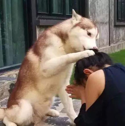 哈士奇看到主人在門口哭，下一秒的舉動暖化了...