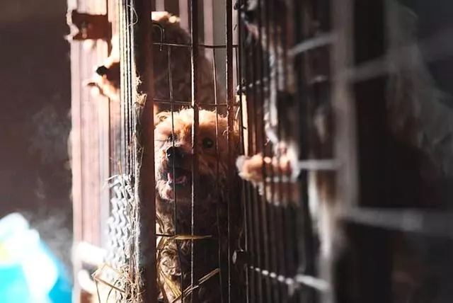 繁殖場環境惡劣,動保組織出手營救狗狗,讓200隻狗狗獲得自由