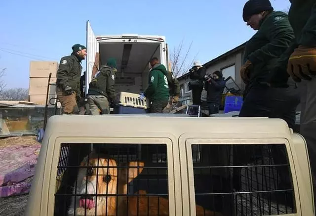 繁殖場環境惡劣,動保組織出手營救狗狗,讓200隻狗狗獲得自由