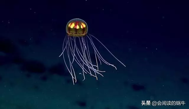 全球最深海溝馬里亞納,海底壓強輕鬆壓扁汽車,會有生命存活嗎?