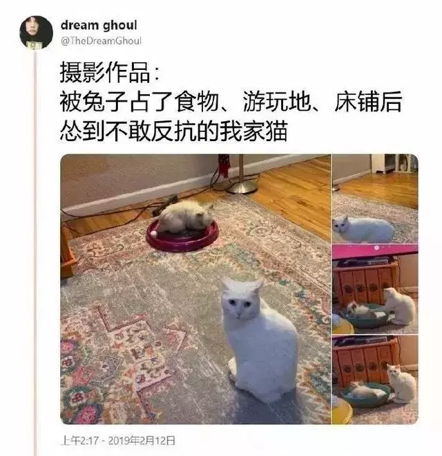 貓究竟能慫成什麼樣？上廁所都要看兔子臉色！