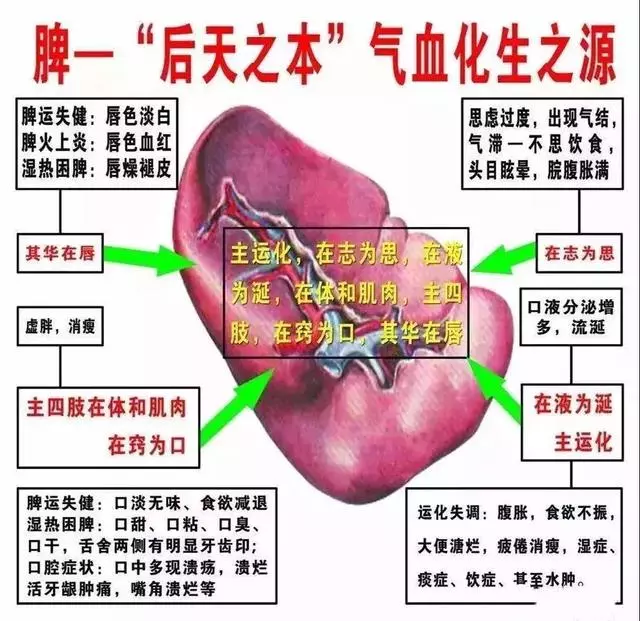 要健脾,找太白,小穴位,大作用!