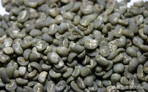 動物咖啡界的一股清流,猴子咖啡什麼口味?