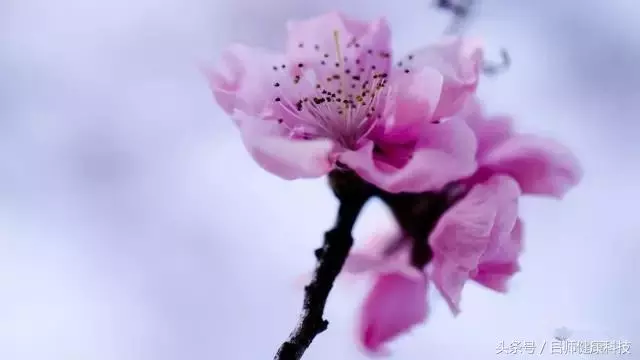 春季艾灸這些穴位,不但養肝,還可預防夏季常見病!