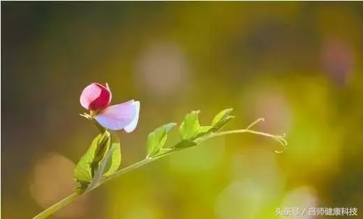 春季艾灸這些穴位,不但養肝,還可預防夏季常見病!