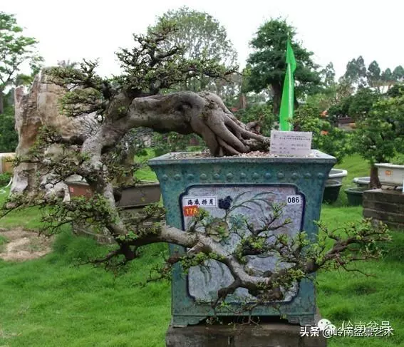 不同盆景的常用擺放技巧