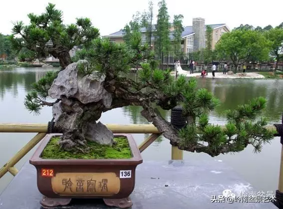 不同盆景的常用擺放技巧