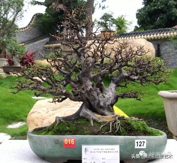 不同盆景的常用擺放技巧
