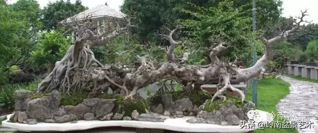 不同盆景的常用擺放技巧