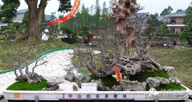 不同盆景的常用擺放技巧
