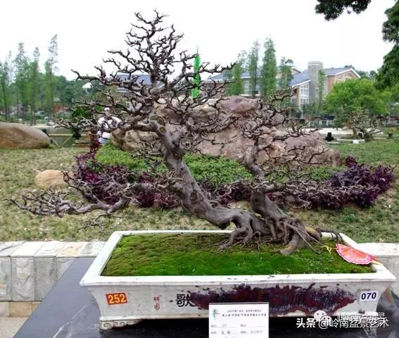 不同盆景的常用擺放技巧