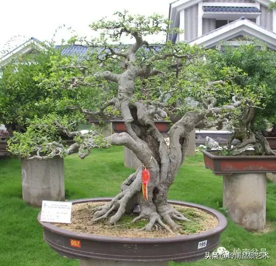 不同盆景的常用擺放技巧