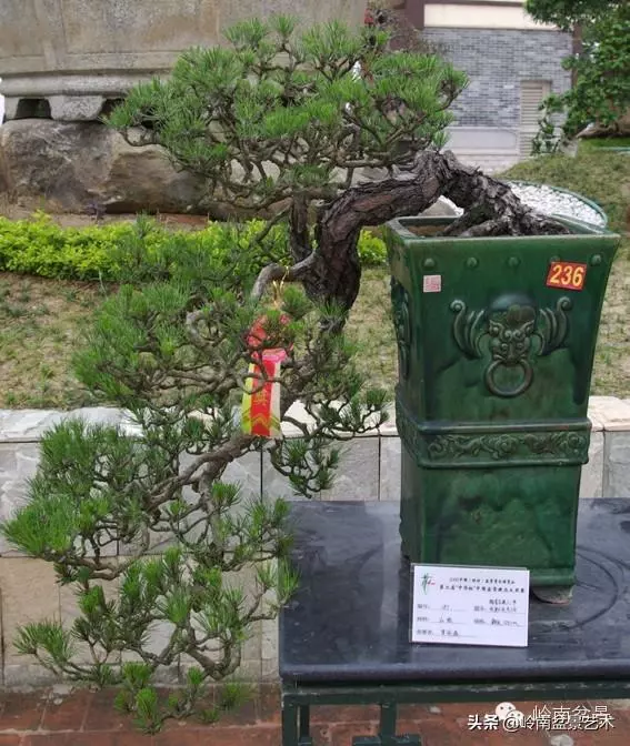 不同盆景的常用擺放技巧