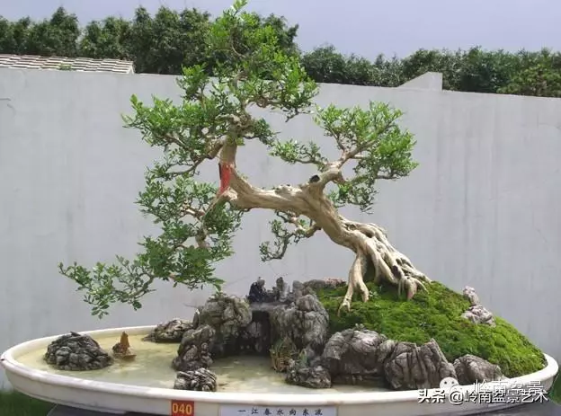 不同盆景的常用擺放技巧
