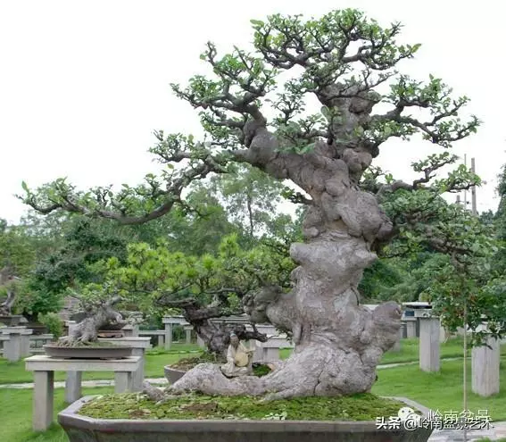 不同盆景的常用擺放技巧