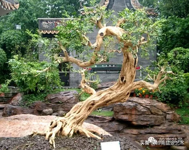 不同盆景的常用擺放技巧