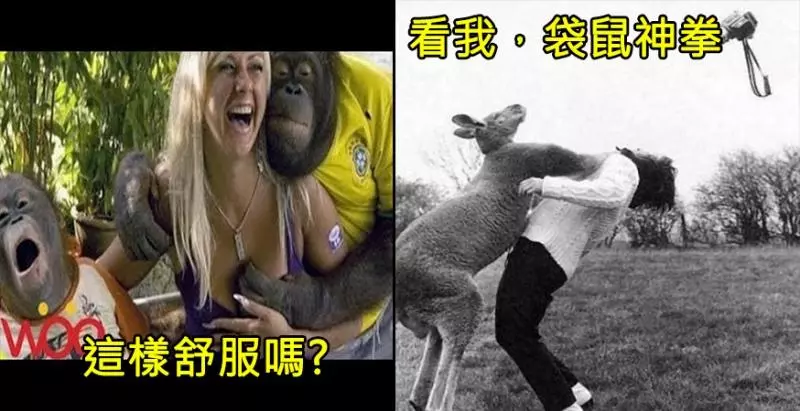 牠們根本不把人類「放在眼裡啊」!7張超狂動物照,拜託不要「放棄治療」好嘛!?