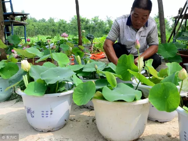 大年十五在家擺放4樣東西,多放一天富五年,財神爺來了不會走! - Q博士