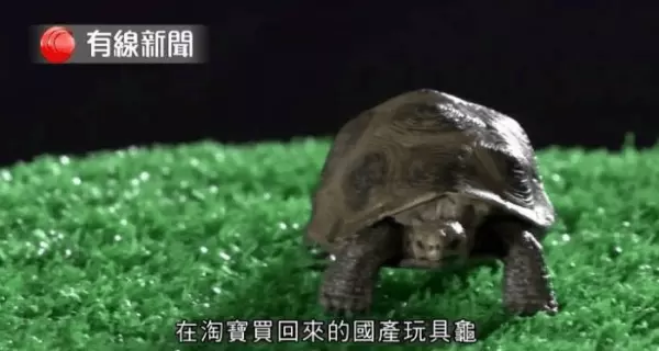 記者測試5位自稱「可和動物溝通」的大師,等他們講完公布「這是玩具龜」!網友:廢到笑!