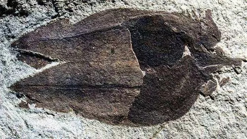 全球最大的鷹,展翅長達8米,重140斤,老虎獅子都不是它對手