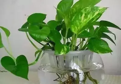 媳婦太有才!她把食鹽倒進鍋裡,驚喜發生了,清潔專家都不輕易外傳的祕方