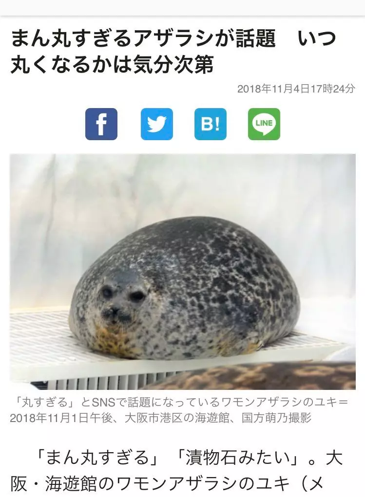 18個「爆紅梗圖→實體模型」讓網友跪求量產！人型貓咪讓人笑到噴淚XD