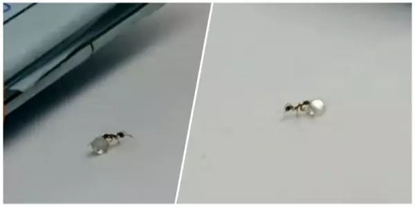 老闆驚見桌子上的「鑽石自己跑路」讓他傻眼!沒想到放大一看,「超迷你螞蟻大盜」被逮個正著!下一秒螞蟻大盜GG了!