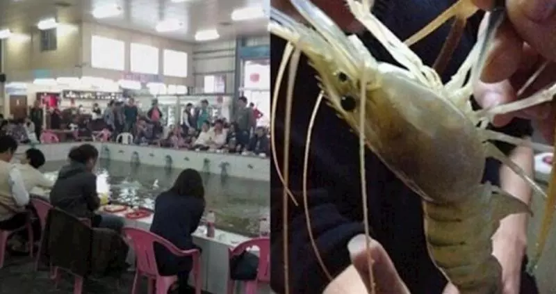 別浪費金錢時間給「釣蝦場」了!3小時釣138隻蝦只因為他多會一步....釣蝦有訣竅,只是你笨到不知道!