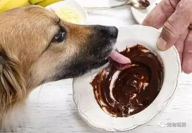 狗狗很「怕」這6種食物,吃多了直接就斃命了!