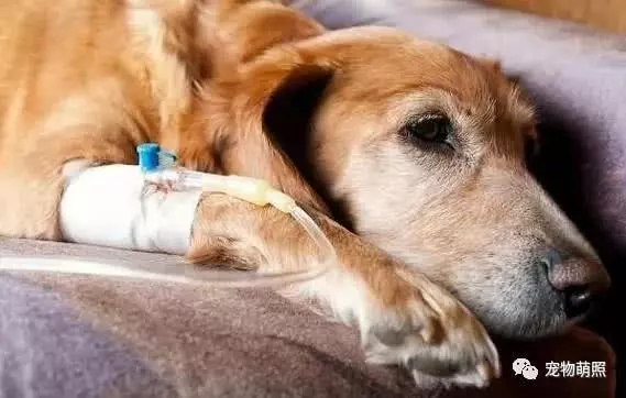 狗狗很「怕」這6種食物,吃多了直接就斃命了!
