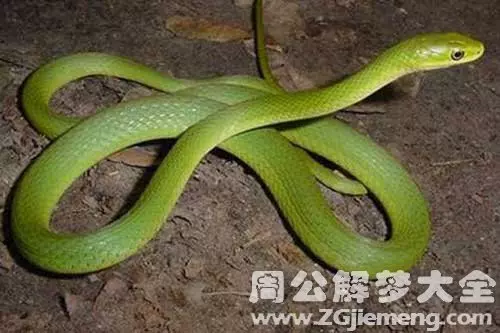 網民問夢到蛇會怎樣? 專家激動道:快去找他!