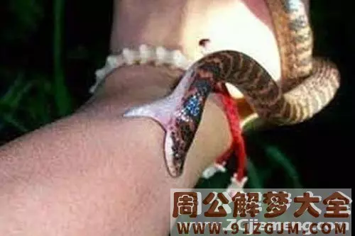 網民問夢到蛇會怎樣? 專家激動道:快去找他!