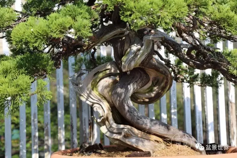 捨出空間,空間有美:鄭誠恭大師的盆景哲學