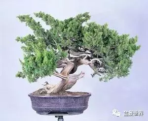 捨出空間,空間有美:鄭誠恭大師的盆景哲學